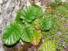 Rubus geoides