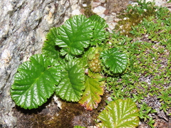 Rubus geoides