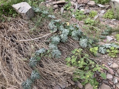 Cucurbita cordata