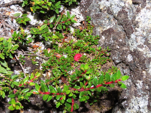 Image of Gaultheria antarctica by (c) Nicolás Lavandero, some rights reserved (CC BY)