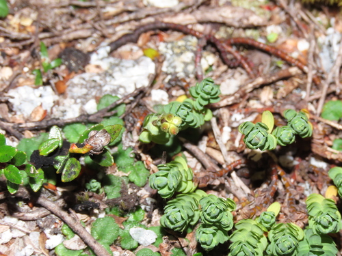 Image of Drapetes muscosus by (c) Nicolás Lavandero, some rights reserved (CC BY)