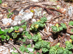 Drapetes muscosus