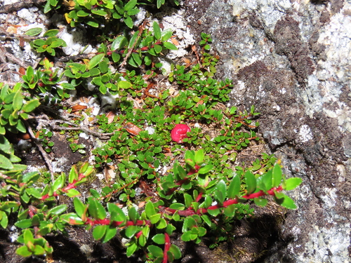 Image of Gaultheria antarctica by (c) Nicolás Lavandero, some rights reserved (CC BY)