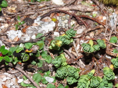 Drapetes muscosus