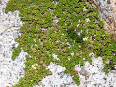 Baccharis magellanica