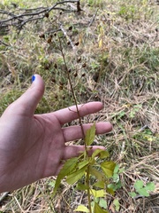 Scrophularia lanceolata