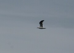 Larus delawarensis