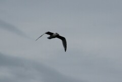 Larus delawarensis