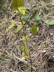 Scrophularia lanceolata