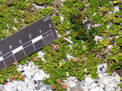 Baccharis magellanica