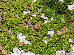 Baccharis magellanica