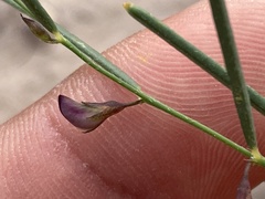 Sphinctospermum constrictum