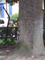 Sciurus aureogaster