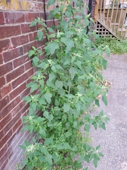 Chenopodium album