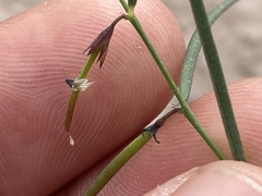 Sphinctospermum constrictum