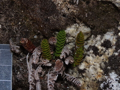 Polystichum andinum