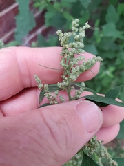 Chenopodium album