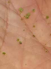 Chenopodium album