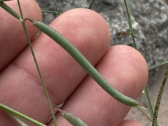 Sphinctospermum constrictum