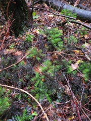 Dendroligotrichum dendroides