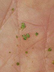 Chenopodium album