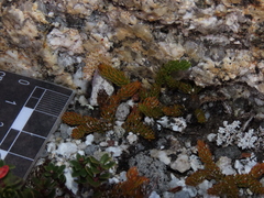 Austrolycopodium magellanicum