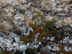 Austrolycopodium magellanicum