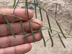 Sphinctospermum constrictum