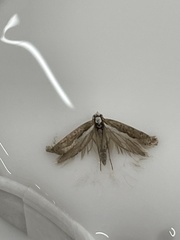 Endrosis sarcitrella