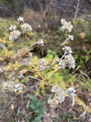 Pseudognaphalium macounii