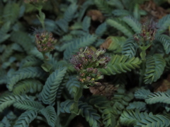 Valeriana philippiana