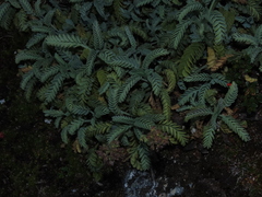 Valeriana philippiana