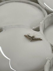 Endrosis sarcitrella