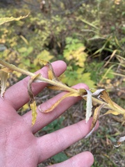 Pseudognaphalium macounii