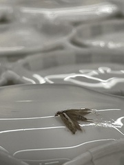 Endrosis sarcitrella