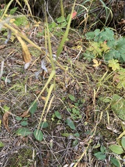 Pseudognaphalium macounii