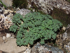 Callianthemoides semiverticillata