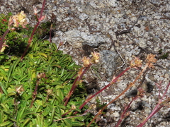 Valeriana carnosa
