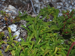 Valeriana carnosa