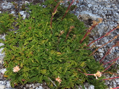 Valeriana carnosa