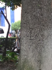 Sciurus aureogaster