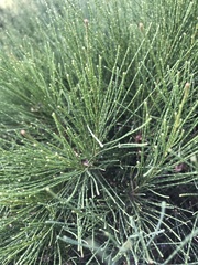 Allocasuarina nana
