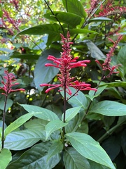 Odontonema cuspidatum