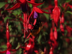 Bombus dahlbomii