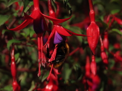 Bombus dahlbomii
