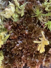 Bryum canariense