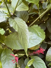 Odontonema cuspidatum