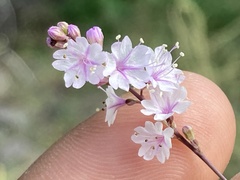 Boerhavia xantii