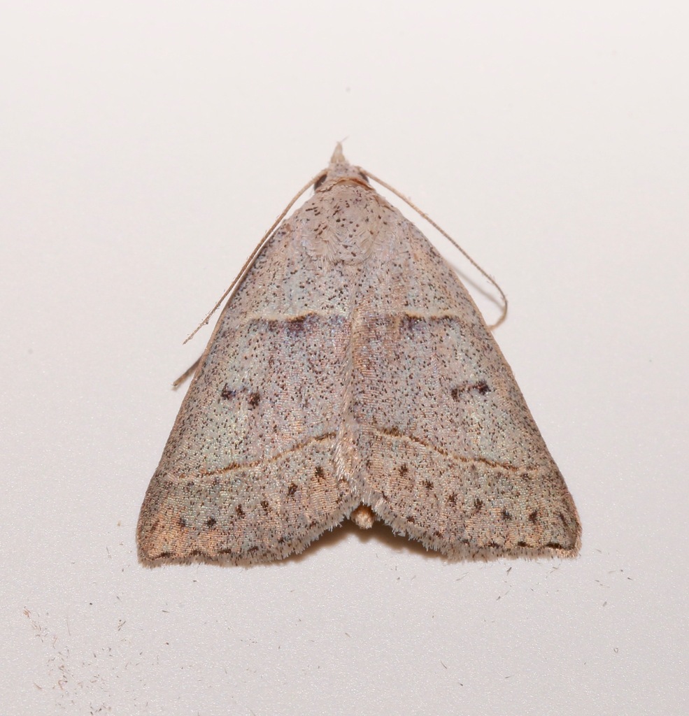 Ptichodis pacalis
