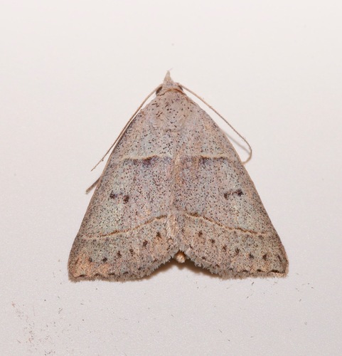 Ptichodis pacalis